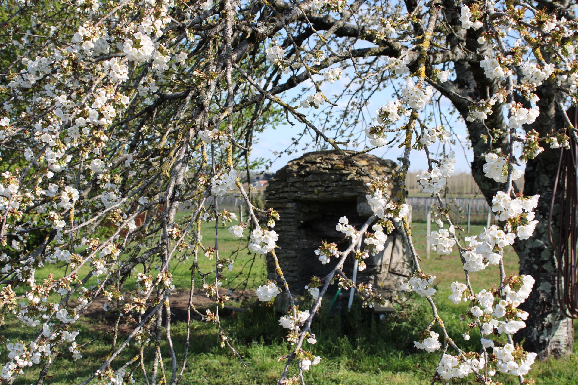 Les Hirondelles du Moulin | Rust, ruimte, natuur en vertoeven tussen de wijngaarden