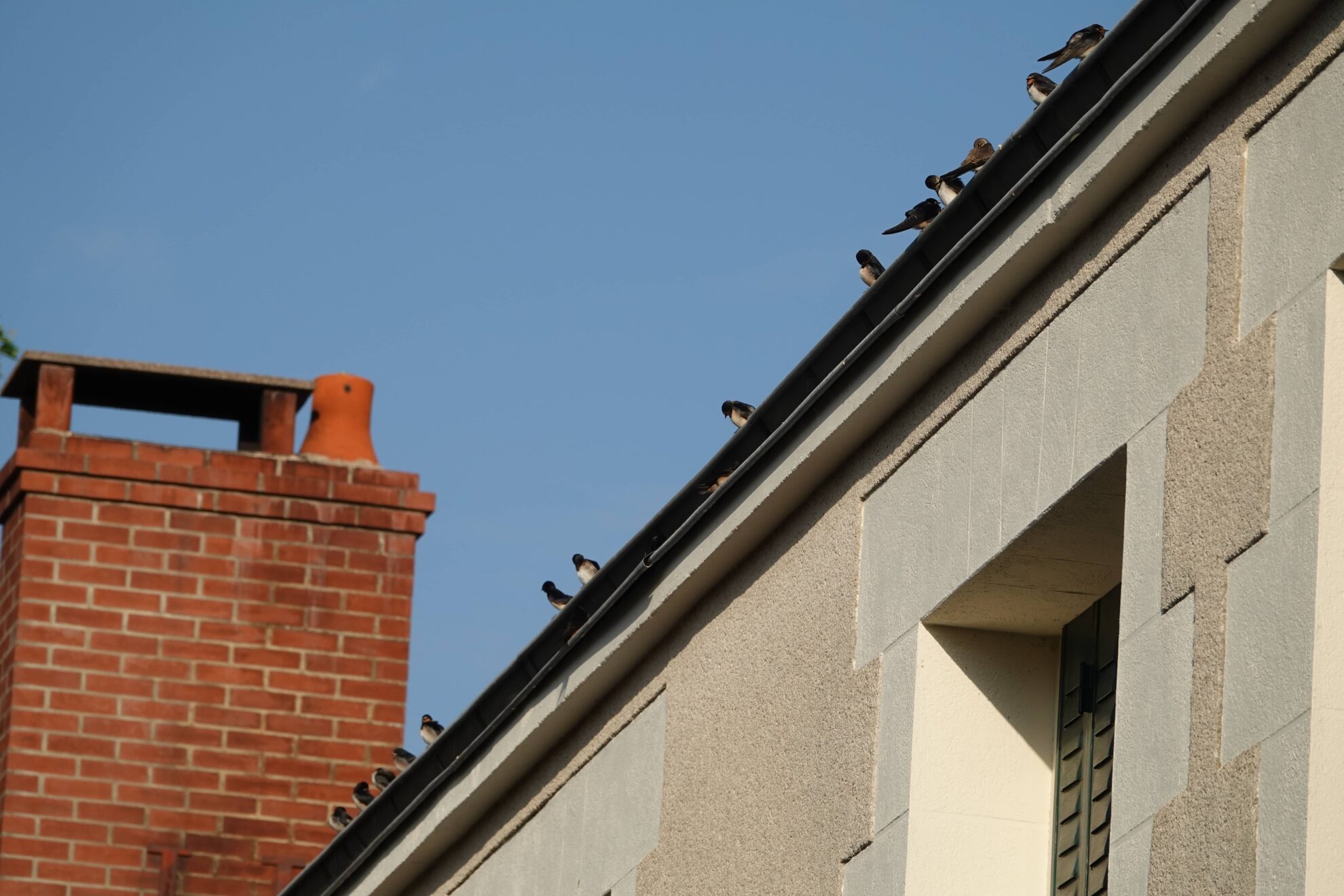 Zwaluwen op het dak van chambres d'hôtes Les hirondelles du moulin, Sassay, Frankrijk